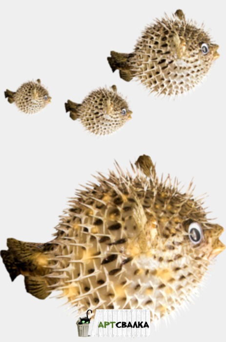 Морские ежи на прозрачном фоне | Sea urchins on a transparent background